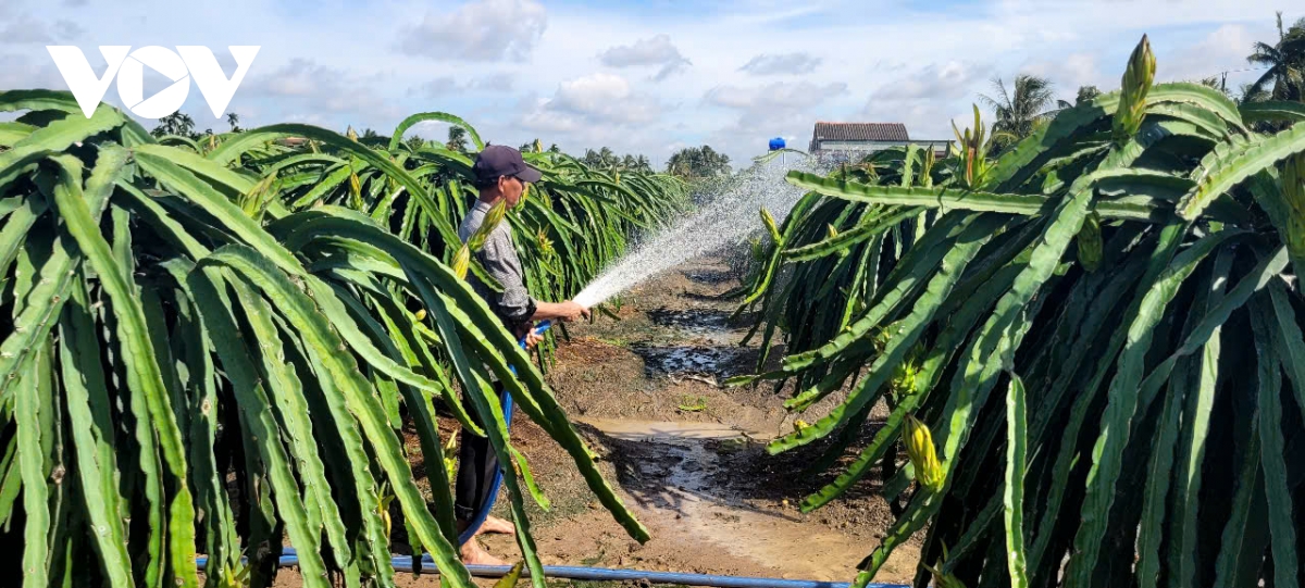 Kinh tế vườn giúp người dân Đồng Tháp ấm no, hạnh phúc